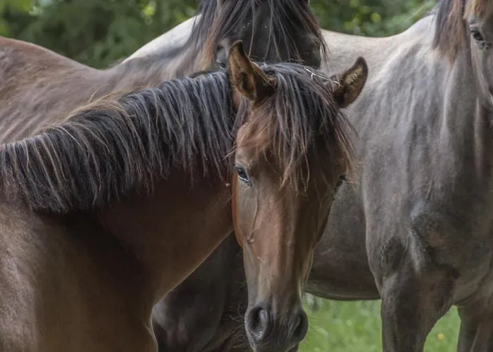Design-landhaus Bunnyhuus - Gesamtes Haus * Oberndorf (Lower-Saxony)